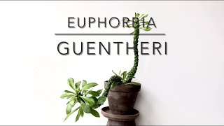 EUPHORBIA GUENTHERI Short Video Overview [upl. by Gotthard]