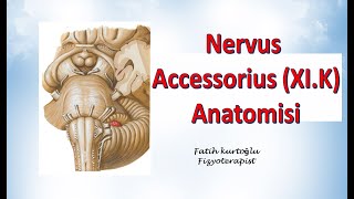 Nervus Accessorius  Neuroanatomy  Nöroanatomi Konu Anlatımı 25 [upl. by Nida]