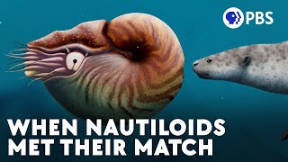 Nautiloids Thrived For 500 Million Years Until These Guys Showed Up [upl. by Mishaan]