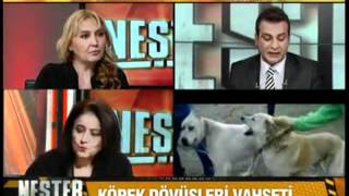 KÖPEK DÖVÜŞLERİ VAHŞETİ  KanalTürk  Part 2 [upl. by Marjorie]