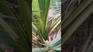 Asian Palmyra Palm Plant plants shorts youtubeshorts [upl. by Annetta]