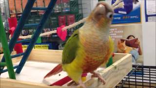 Green cheek conures playing [upl. by Kovacs]