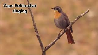 Cape Robinchat mimicking Rufousnaped Lark and Forktailed Drongo [upl. by Arjan]