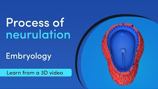 What are the steps in embryology neurulation  Medimagic  Best App for Medical Student [upl. by Verdi]