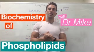 Phospholipids  Biochemistry [upl. by Barbie]