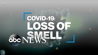 How COVID19 causes loss of smell [upl. by Anialem]