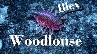 Nage de leurres  Woodlouse Illex  Montage et Animation  GoPro HD [upl. by Erialb]