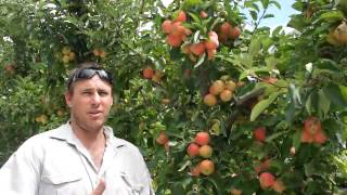 McLaren Vale Orchards at Willunga Farmers Market [upl. by Kay]