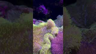 The enchanting world of coral reefs and their beautiful pink fishes [upl. by Gebhardt]