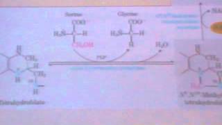 Protein metabolism 7 Creatine  amino acid 1 glycineampalanine [upl. by Primalia]