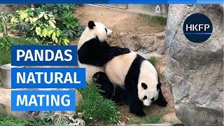 Hong Kongs pandas succeed in natural mating [upl. by Omland]