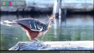 Hoatzin Stinkbird on Lake Garzacocha  La Selva Amazon Ecolodge amp Spa  Ecuadorian Amazon [upl. by Esinert]