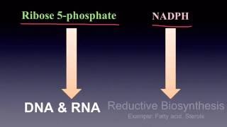 Pentose Phosphate Pathway [upl. by Modeste]