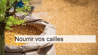 Conseils pratiques pour nourrir vos cailles  guide complet [upl. by Hpeseoj]