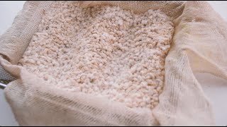 実況  米麹の作り方 How to make Koji [upl. by Salocin]