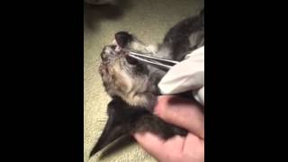 Pulling Cuterebra parasite from Kittens face  July 2015 [upl. by Rodgers575]