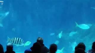 Shark feeding North Carolina aquarium on Roanoke Island [upl. by Bergeron]