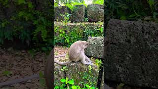 video shortsvideo monkey shorts cute trending usa wildlife xd 4k zoo youtube t154 [upl. by Sandye229]