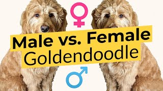 Male vs Female Goldendoodle  Differences Explained 🐶🦴🐶 [upl. by Shulins35]