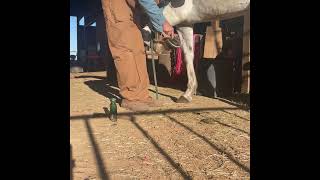 Horse Hoof Care in 15 Minutes [upl. by Sabrina695]