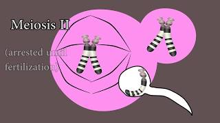 Meiosis and meiotic nondisjunction in trisomy 21 [upl. by Regine583]