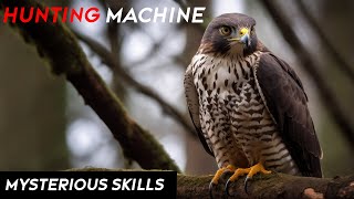 Unveiling the Peregrine Falcons Shocking Hunting Skills  Hunting Machine  Fun Facts [upl. by Lyrradal92]