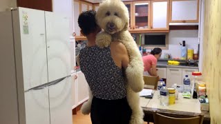 My Parents Still Treat My Huge Dog as a Puppy [upl. by Akinar]