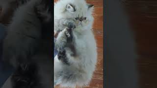 What a cuteness Persian cat pleasesubscribe catlover persiancatcorner share [upl. by Whitney130]