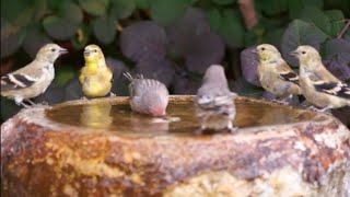 crowded birdbath no hummingbirds to chase them away [upl. by Saihttam]