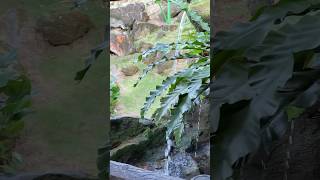 De Bintan Villa nature mountains beautiful lake shortvideo bintan kepri travel swiss [upl. by Arrec90]