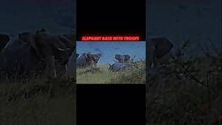 Elephant vs rhino animals trending wildlife shorts elephant rhino [upl. by Sarad936]