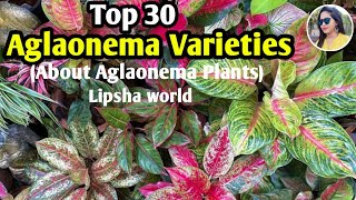 Top 30 Most Beautiful aglaonema varieties  Aglaonema species  Lipsha world [upl. by Eneroc]