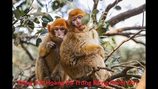 Hệ Sinh Thái Động Vật Hoang Dã Trong Rừng Nhiệt Đới [upl. by Him596]