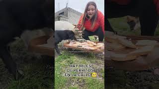 Sándwiches de Jamón para perritos en situación de calle 🥲🐾🙏 [upl. by Hana]