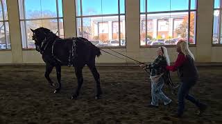 Equine Affaire 2024 Springfield Massachusetts Drive a Draft with Maverick the Percheron [upl. by Morry]