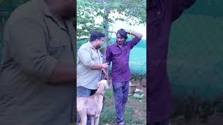 காலைல வாங்க குட்டியோட இருக்கும் 😂 Pet Shop Prank  Katta Erumbu [upl. by Acenom548]