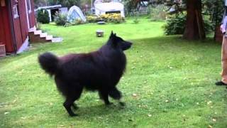 Timber Belgian Shepherd Dog Groenendael quotdancingquot [upl. by Sonya]