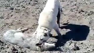 Kangal Completely Destroys A Wolf In An Epic Battle [upl. by Jahdol]