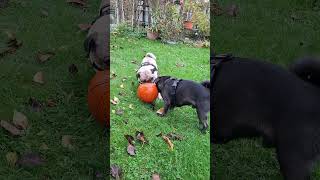 Pugs playing with a ball [upl. by Wojak]