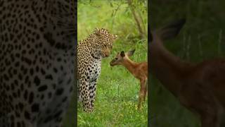 Cheetahampdeertrendingshort jyotikitchen86 cheetahisback [upl. by Gene]