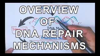 Overview of DNA Repair Mechanisms [upl. by Inkster]