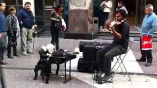 Violinista chileno con su marioneta Es genial [upl. by Hgielime]