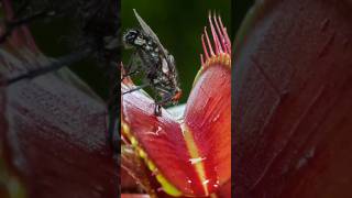 How Venus Fly Traps Catch Prey in Seconds [upl. by Toffey947]