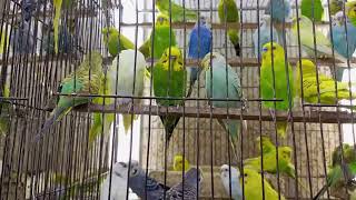 Budgie Sounds Budgerigars  Earthflight November 10 2024 [upl. by Lev]