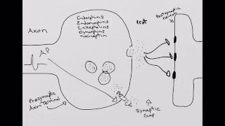 Opioid Synapse [upl. by Tannie]