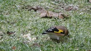 2023 December MY WILDLIFE Goldfinch Bad Fallingbostel Germany [upl. by Harald256]