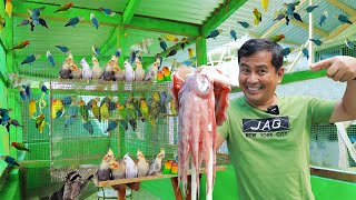 My 200 Pairs of African Lovebirds amp Cocktiel Breeders  Discover my feeding methods for birds [upl. by Areek]