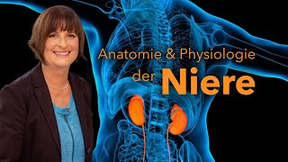 Funktionelle Anatomie und Physiologie der Niere [upl. by Christalle823]