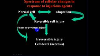 pathology  Cellular injury and adaptation [upl. by Brittan]