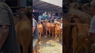 Looking at the dozens of simental calves being traded today 😱calf calves calfsound cowvideos [upl. by Rieth94]